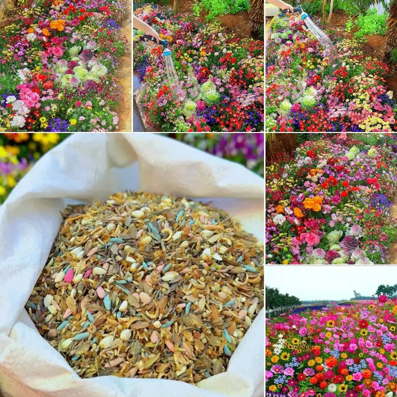 100 Varieties of Flower Seeds (Pack of 100) |🔥FLAT 50% OFF SALE🔥